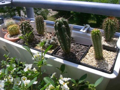 Kakteen Balkonkasten2.jpg