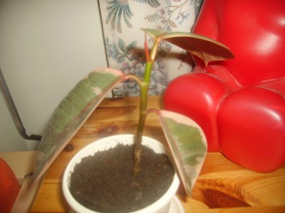 PICT0714.JPG