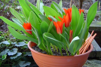 Tulpenschale.JPG