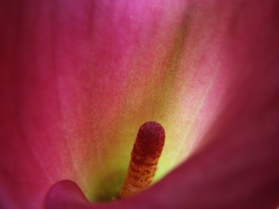 DSCF1764.JPG