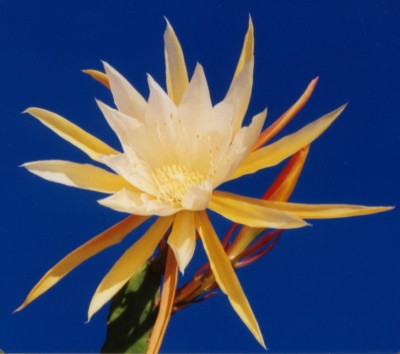 Epiphyllum Hybr Yellow Star.jpg