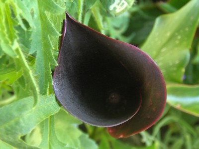 Feuertanz Festival 2008 012.jpg