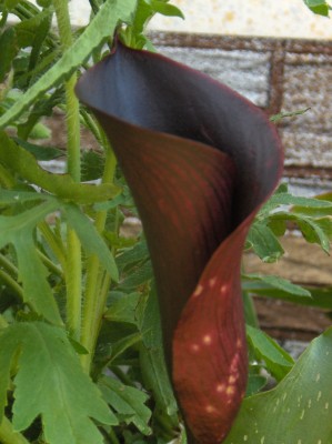 Feuertanz Festival 2008 011.jpg