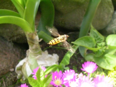 insekten bilder 010.JPG