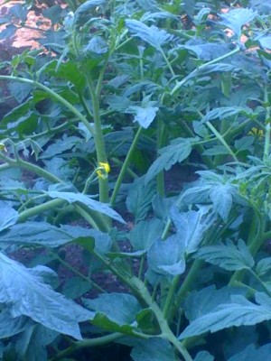 26-06-08_1207.jpg