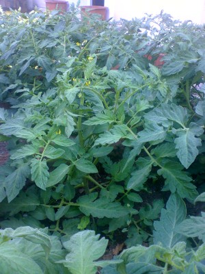 26-06-08_1209.jpg