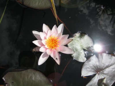 Seerose.jpg