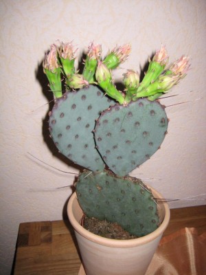 Kaktus mit Blüten.jpg