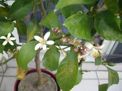 CIMG0483.JPG
