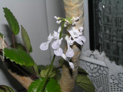 Blumen_0015.jpg