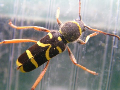 insekten bilder 091.JPG