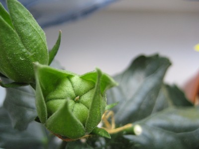 hibiskuskapsel.JPG