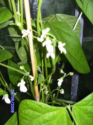 yinya blüte.jpg