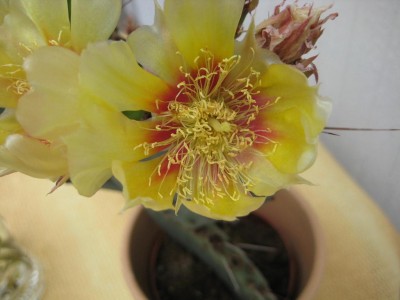 Blüten.jpg