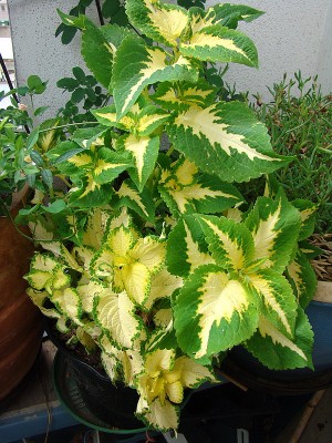 27.06.2008 coleus.jpg
