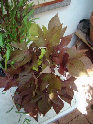 27.06.2008 ipomea.jpg