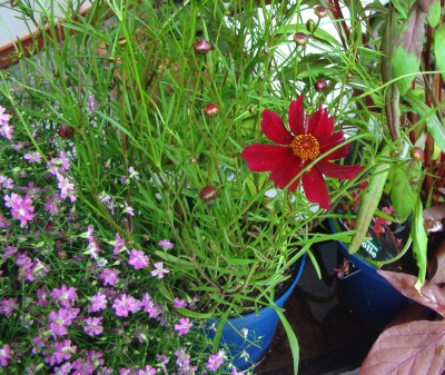 27.06.2008 gypsophila.coreopsis.jpg