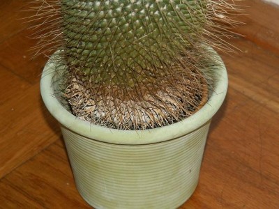 PICT0084.JPG