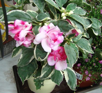27.06.2008 impatiens1.jpg