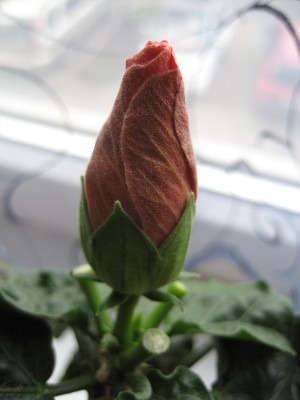 knose hibiskus 3.JPG