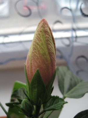 knose hibiskus 2.JPG