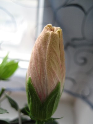 knose hibiskus 1.JPG