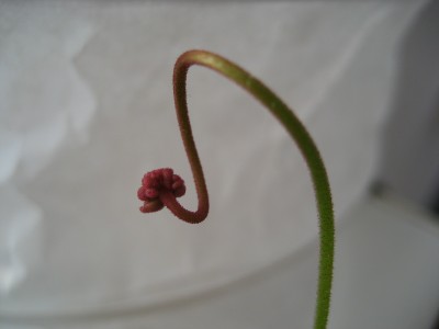 knospe sonnentau.JPG