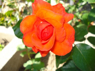 Juni 2008 024.jpg