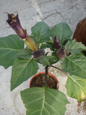 Juni 2008 016.jpg