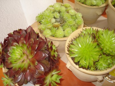 Juni 2008 022.jpg