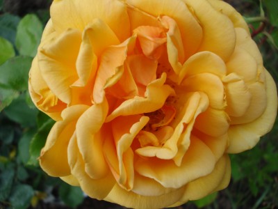 Juni 2008 019.jpg
