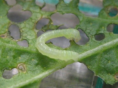 IMG_6684 Verursacher.JPG