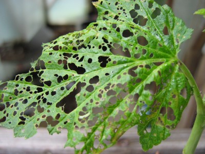 IMG_6682 Blutjohannisbeere.JPG