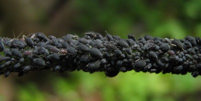 IMG_6547 Blattläuse.JPG