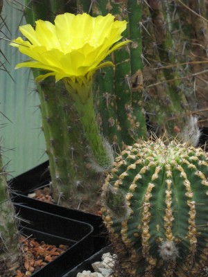 IMG_6735 Echinopsis x Pseudolobivia aurea.JPG