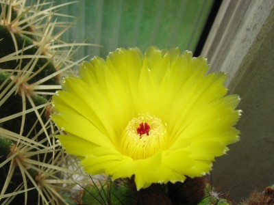 IMG_6725 Notocactus ottonis.JPG
