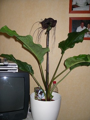 IMGP3417.JPG