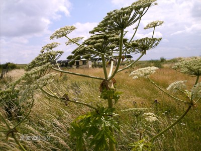 28.Juni.2008 178.jpg