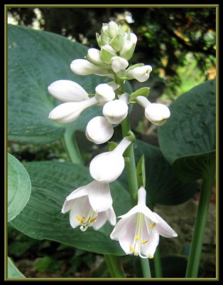 Hosta.JPG