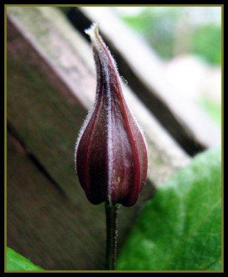 Integrifolia Rosea.JPG