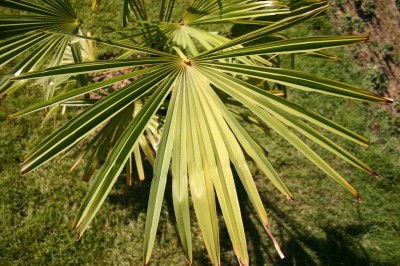 IMG_7289.jpg