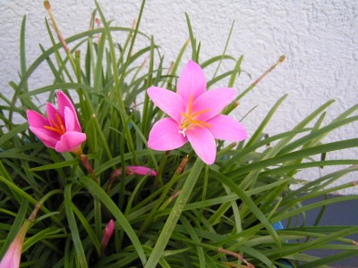 PICT1643.JPG