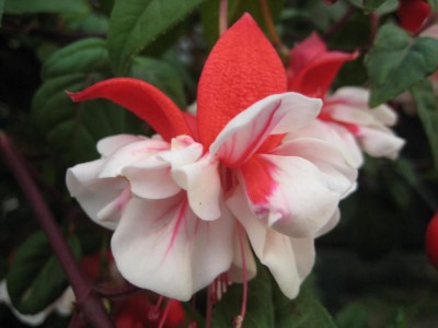 Fuchsie.jpg