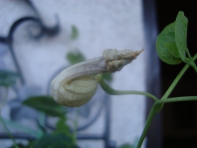 Gespenstblüte (3).JPG