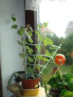 Aristolochia fimbriata.jpg