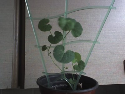 05-04-08_Aristolochia fimbriata.jpg