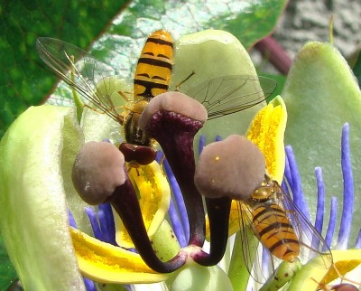 27.06.2008 passi4.jpg