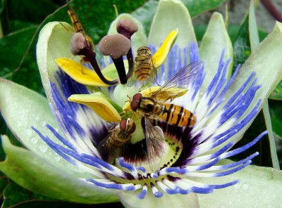 27.06.2008 passi6.jpg