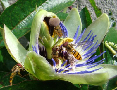 27.06.2008 passi1.jpg