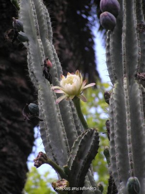 Blumen_0045.jpg